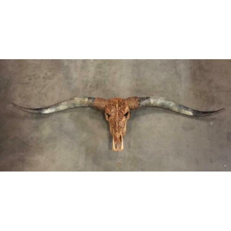 Skulls longhorn buffel schedel longhorn skull dierenschedel