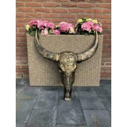 Skulls longhorn buffel schedel longhorn skull dierenschedel